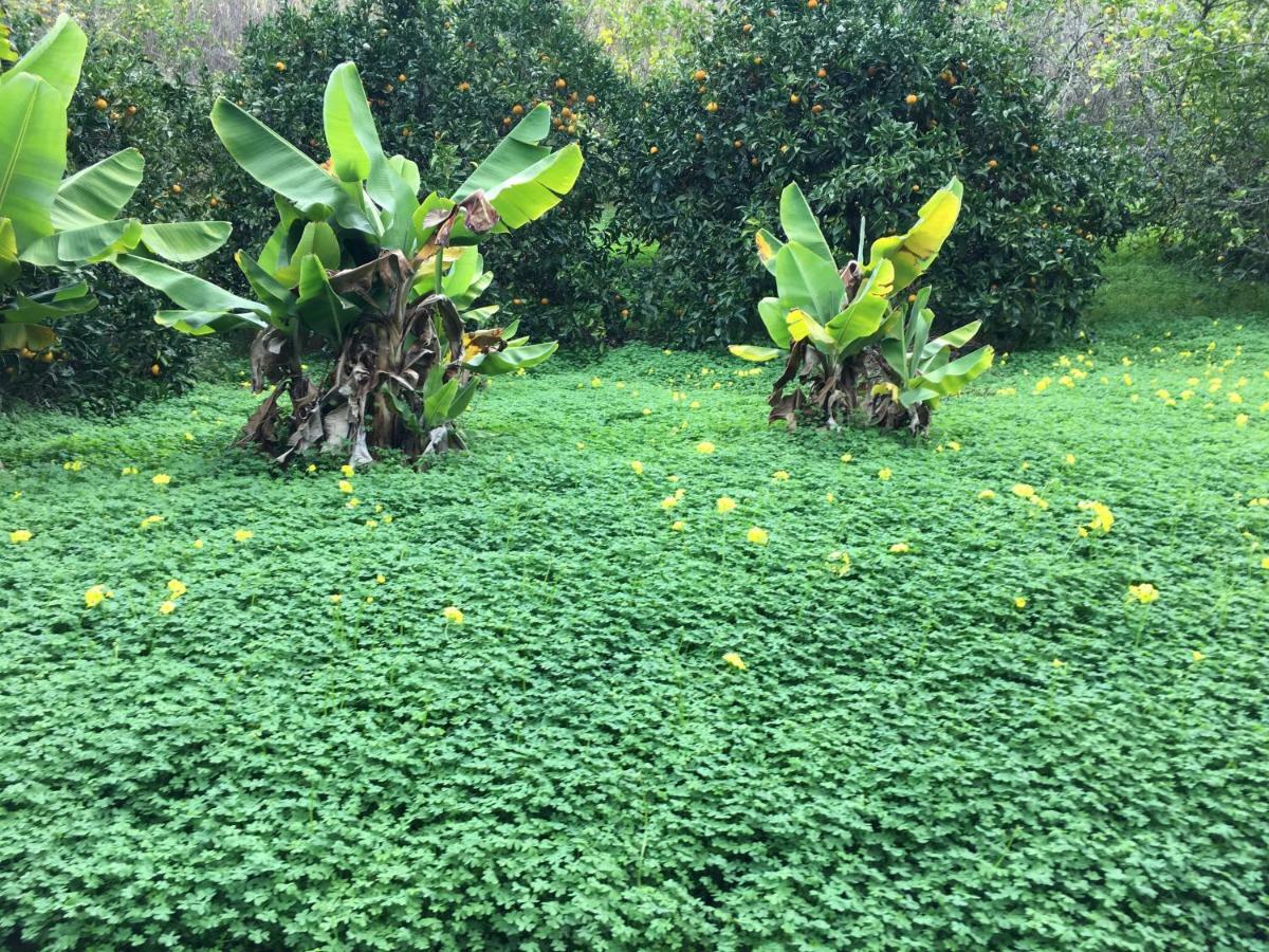 Casa Rural En Medio Del Bosque, El Lance Firgas Ngoại thất bức ảnh